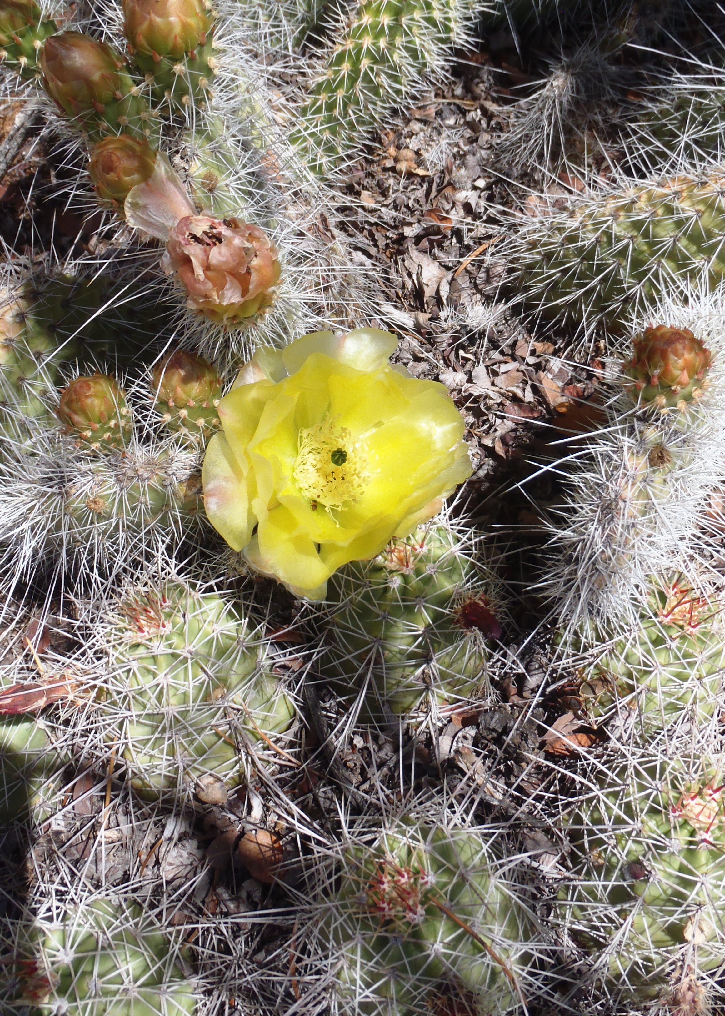 Cactus- Cedar Mesa- San Juan County, UT
