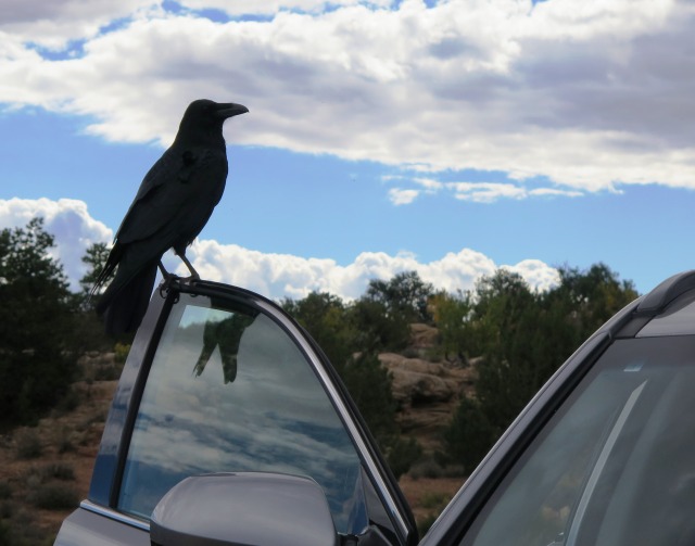 Aggressive Crow in Canyonlands